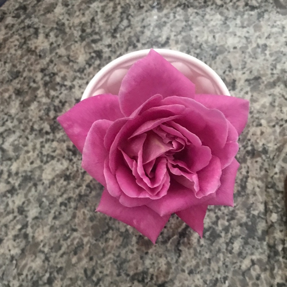 Like this for Live Show updates 🌸🌸